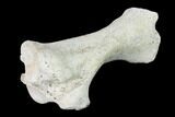 Miocene Rhino (Teleoceras) Tibia - Nebraska #143493-5